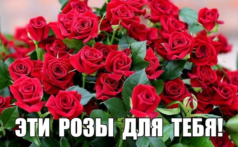День розы (89 изображений)