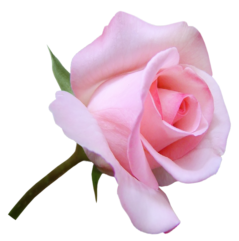 С днём женского счастья открытки. Розовые розы. Розы на прозрачном фоне. Розы с пожеланиями счастья. Пожелать простого женского счастья