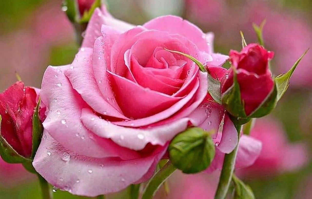 Краше желаю тебе цвести. Красивые розы. Нежные розы. Розовые розы. Красивые розы на рабочий стол.