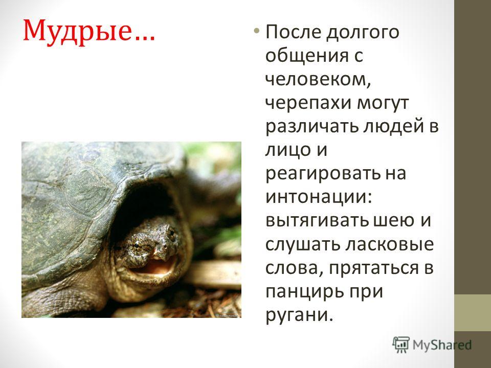 День поддержки черепах картинки. 23 Мая день черепахи праздник Всемирный. Всемирный день черепахи. 23 Мая отмечается - Всемирный день черепахи. 23 Мая день черепахи презентация.