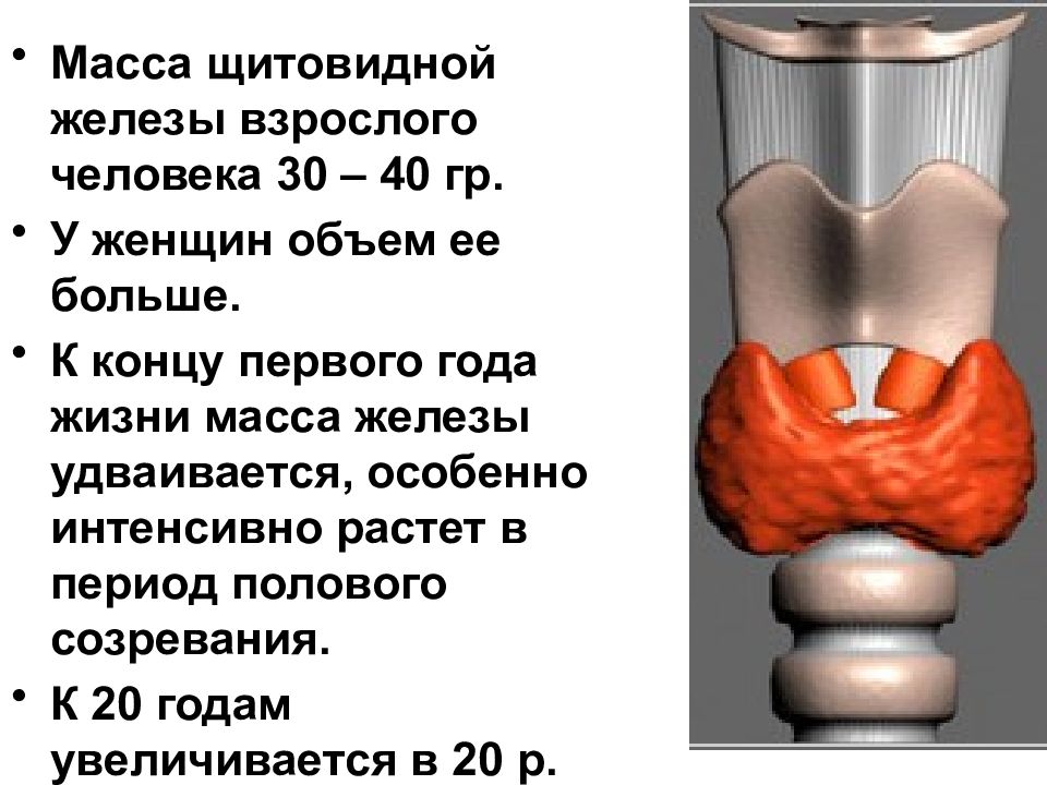 Строение щитовидной железы рисунок