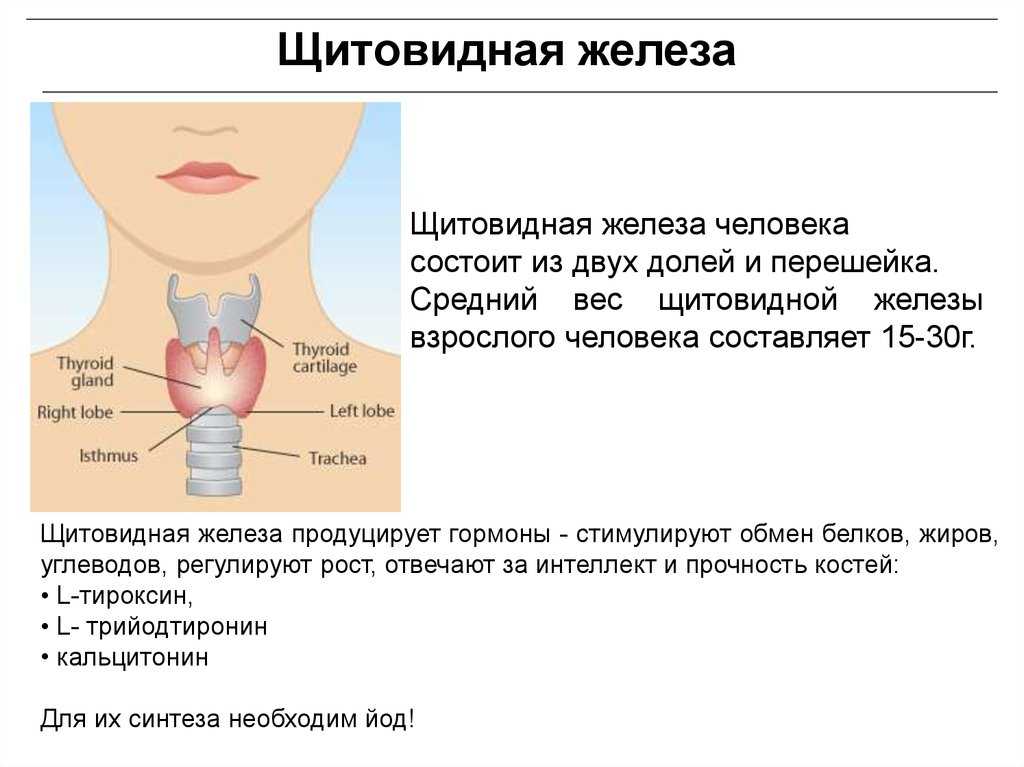 Изображение щитовидной железы