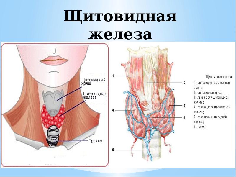 Изображение щитовидной железы