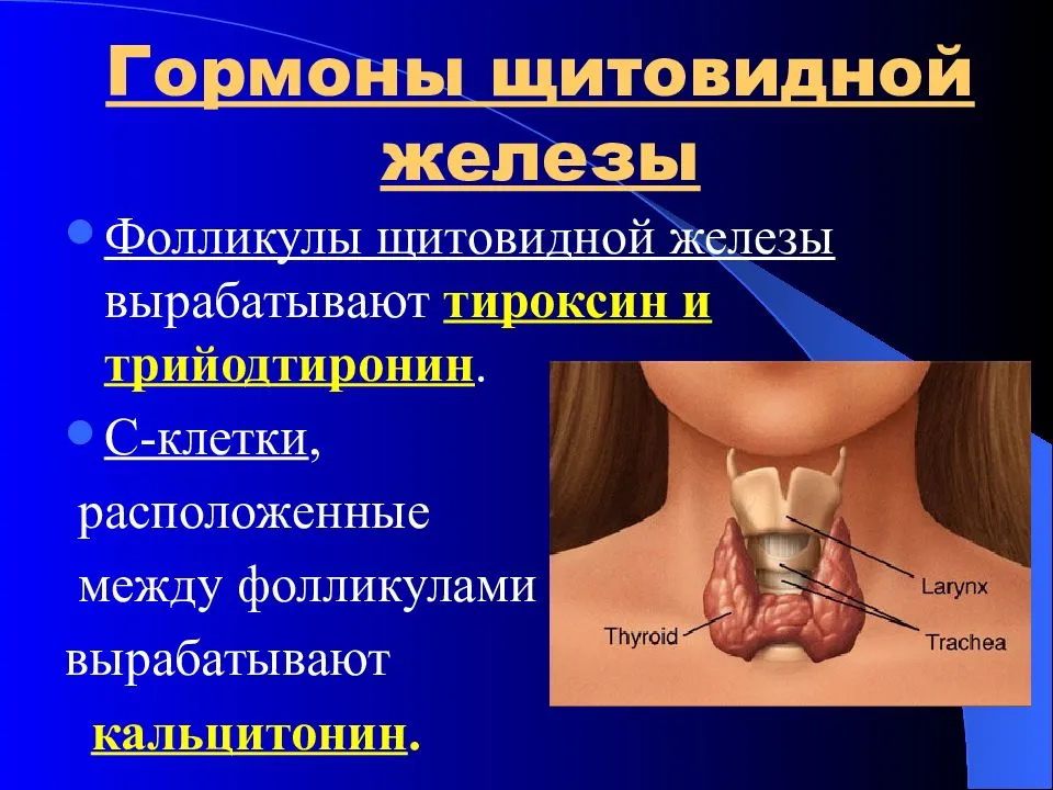 Щитовидная железа картинки для презентации