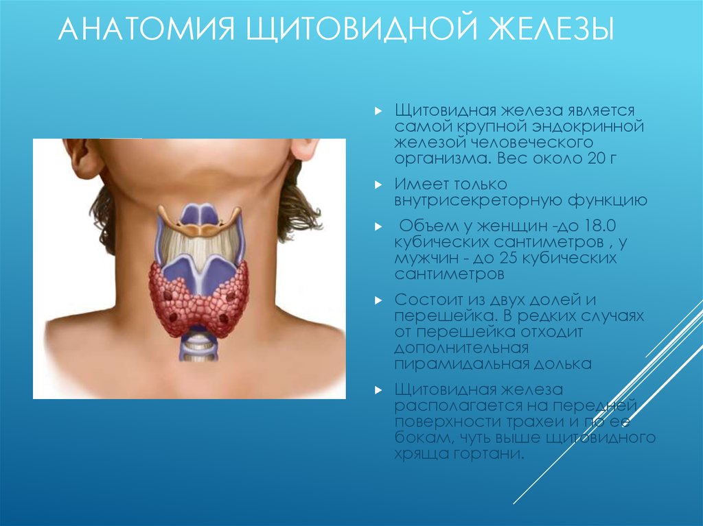 Щитовидная железа на картинке где находится