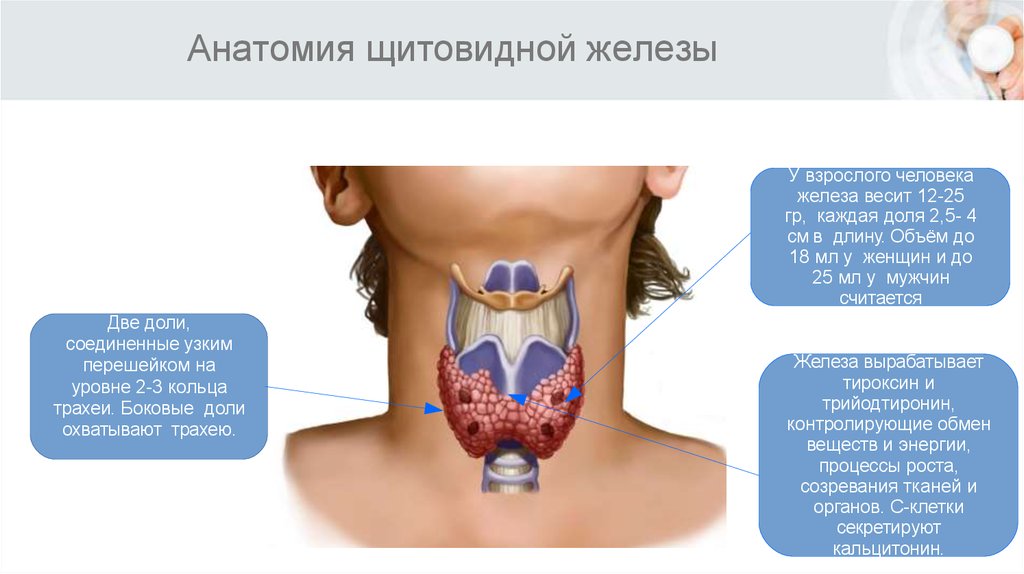 Щитовидная железа запоры. Где находится щитовидная железа у женщин.