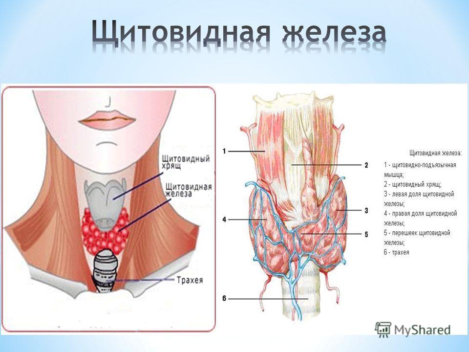 В какой полости расположена щитовидная железа. Щитовидная железа у мужчин анатомия. Истмус щитовидной железы. Схема строения щитовидной железы. Shitovidnoe Jeleza.