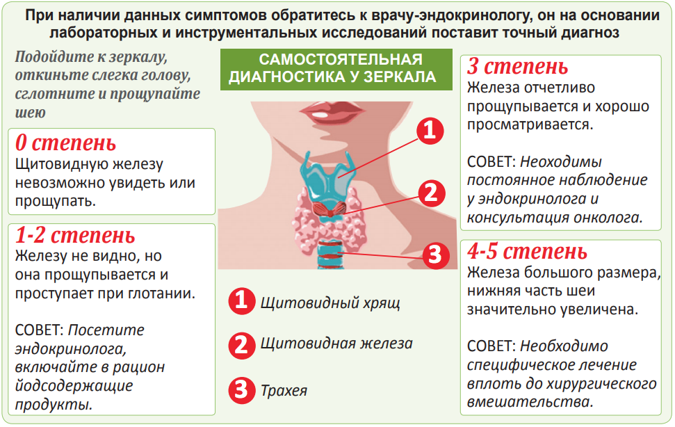 Как проверить щитовидную железу. Щитовидная железа в организме. Щитовидная железа отвечает. Щитовидная железа за что отвечает у женщин в организме.