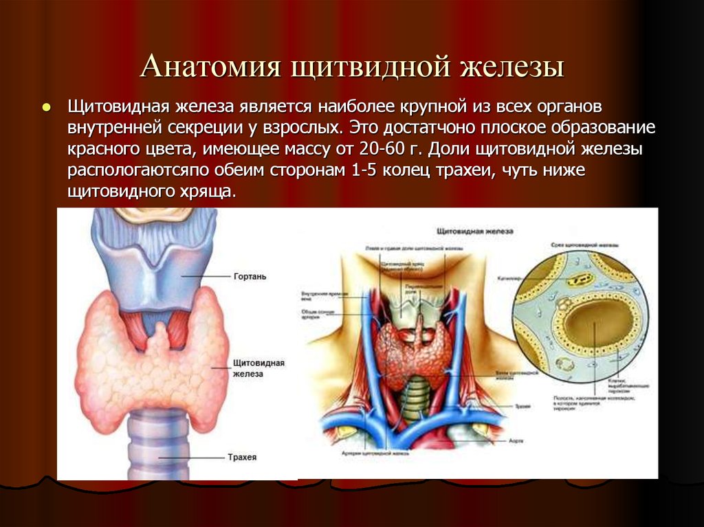 В какой полости расположена щитовидная железа. Перешеек щитовидной железы анатомия. Щитовидная железа строение анатомия. Щитовидная железа наружное строение. Капсулы щитовидной железы анатомия.