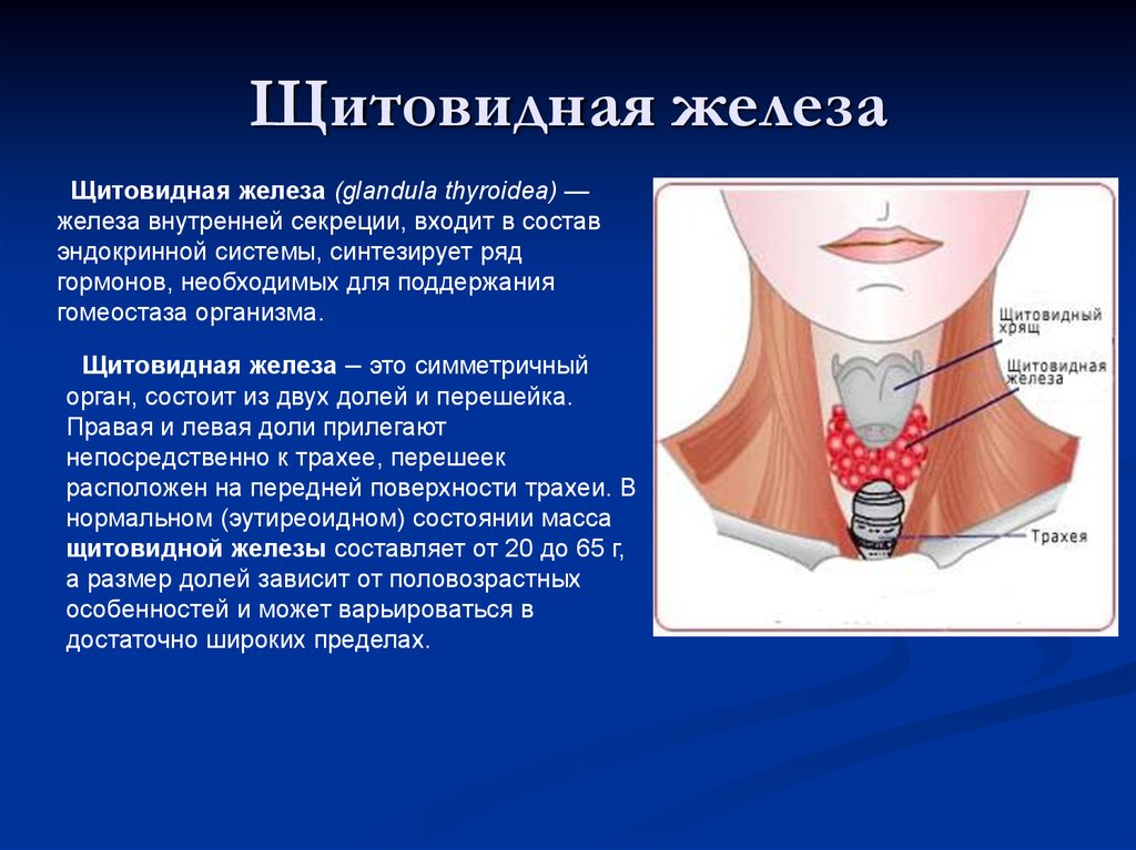 Изображение щитовидной железы