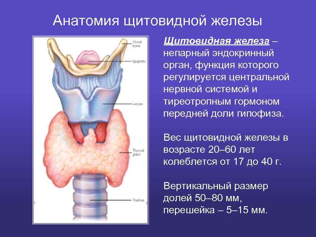 Щитовидная железа картинки рисунок