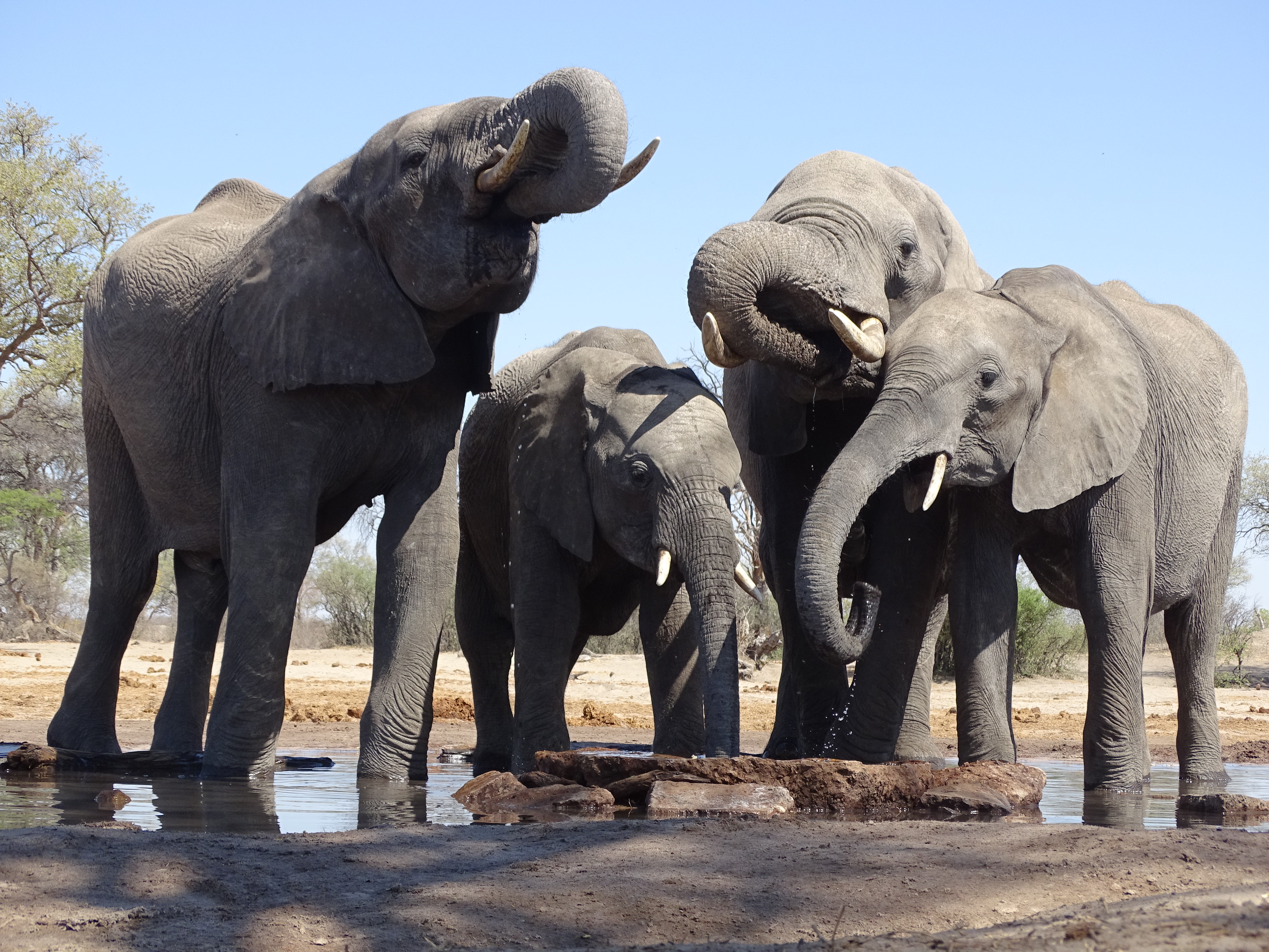 Родственники слоновых. Слоны. Слон фото. Африканские слоны. Зоопарк африканские слоны.