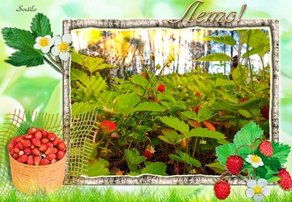 Макушка лета (83 изображения)