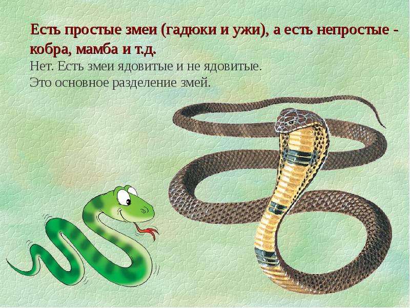 Змейка текст. Загадка змея для детей. Загадка про змею для детей. Загадки про змей для детей. Змеи картинки с названиями и описанием.