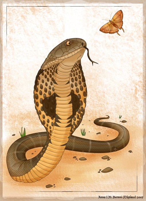 День змеи (57 изображений)