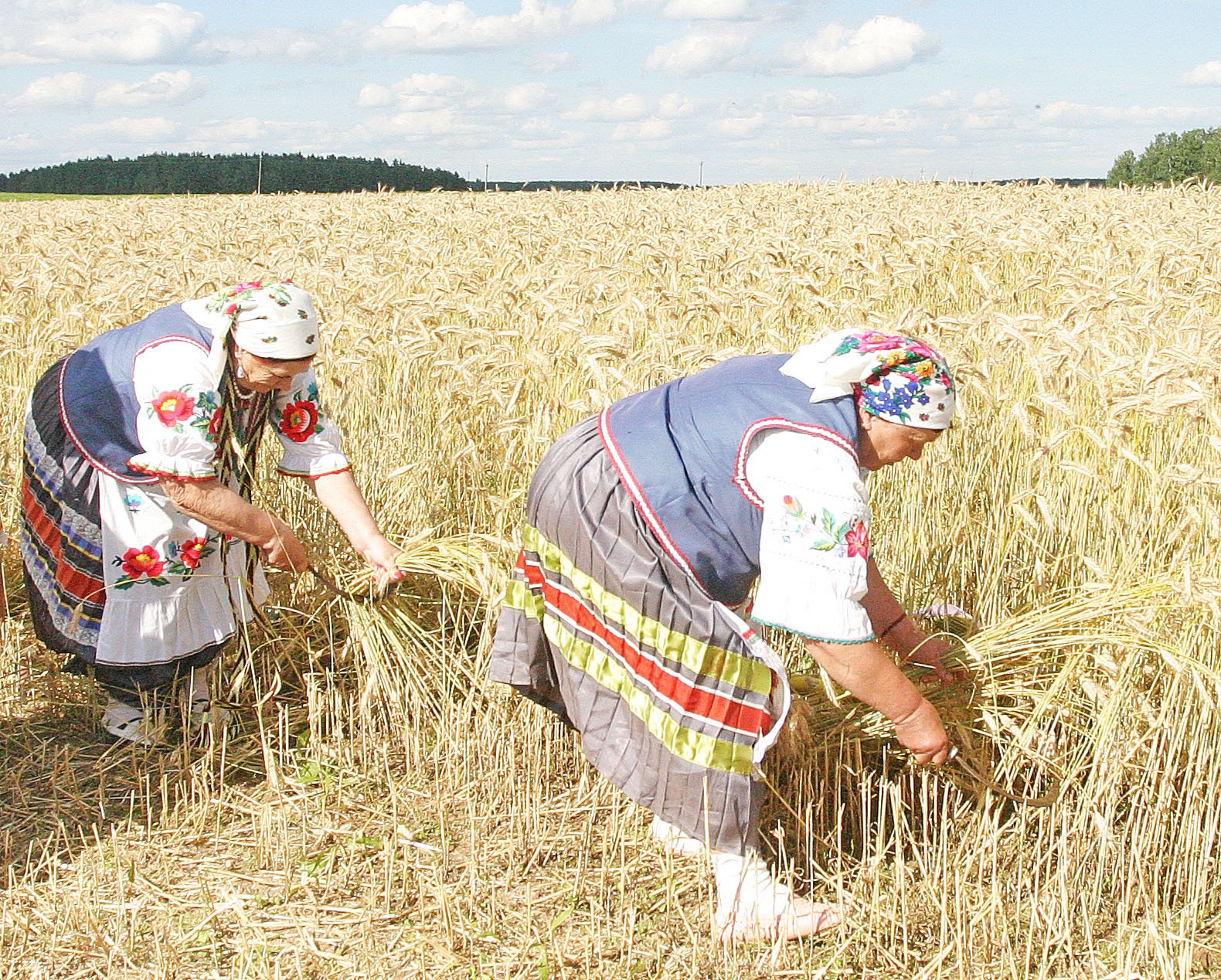 Зажинки (53 изображения)