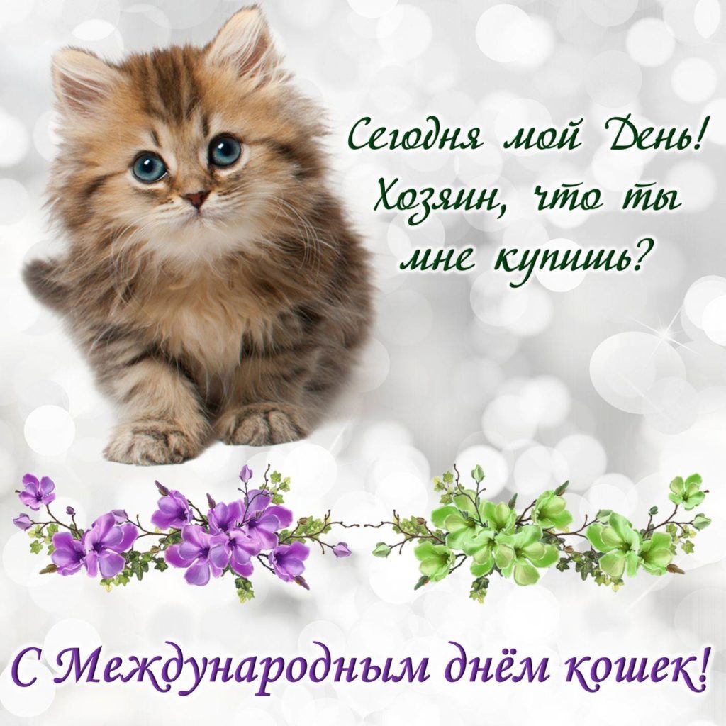 День кошек (62 изображения)