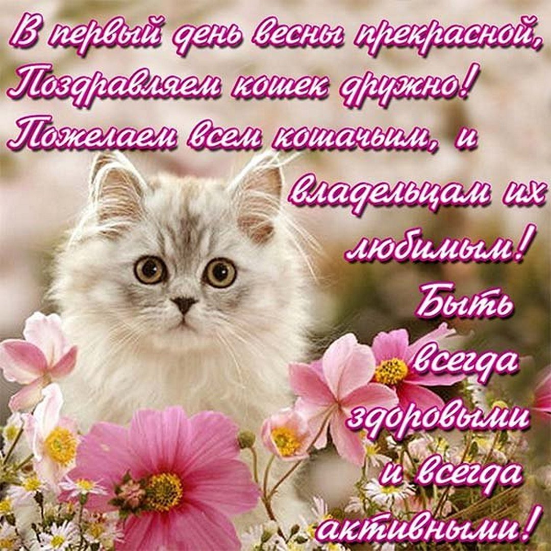 День кошек (62 изображения)