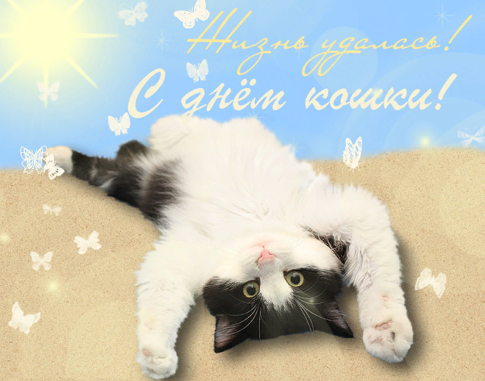 День кошек (62 изображения)