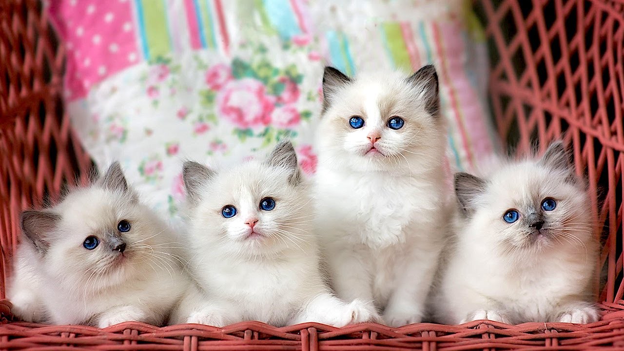 Кошка и 10 котят. Котята. День кошек. Разные котята. Всемирный день кошек открытки.
