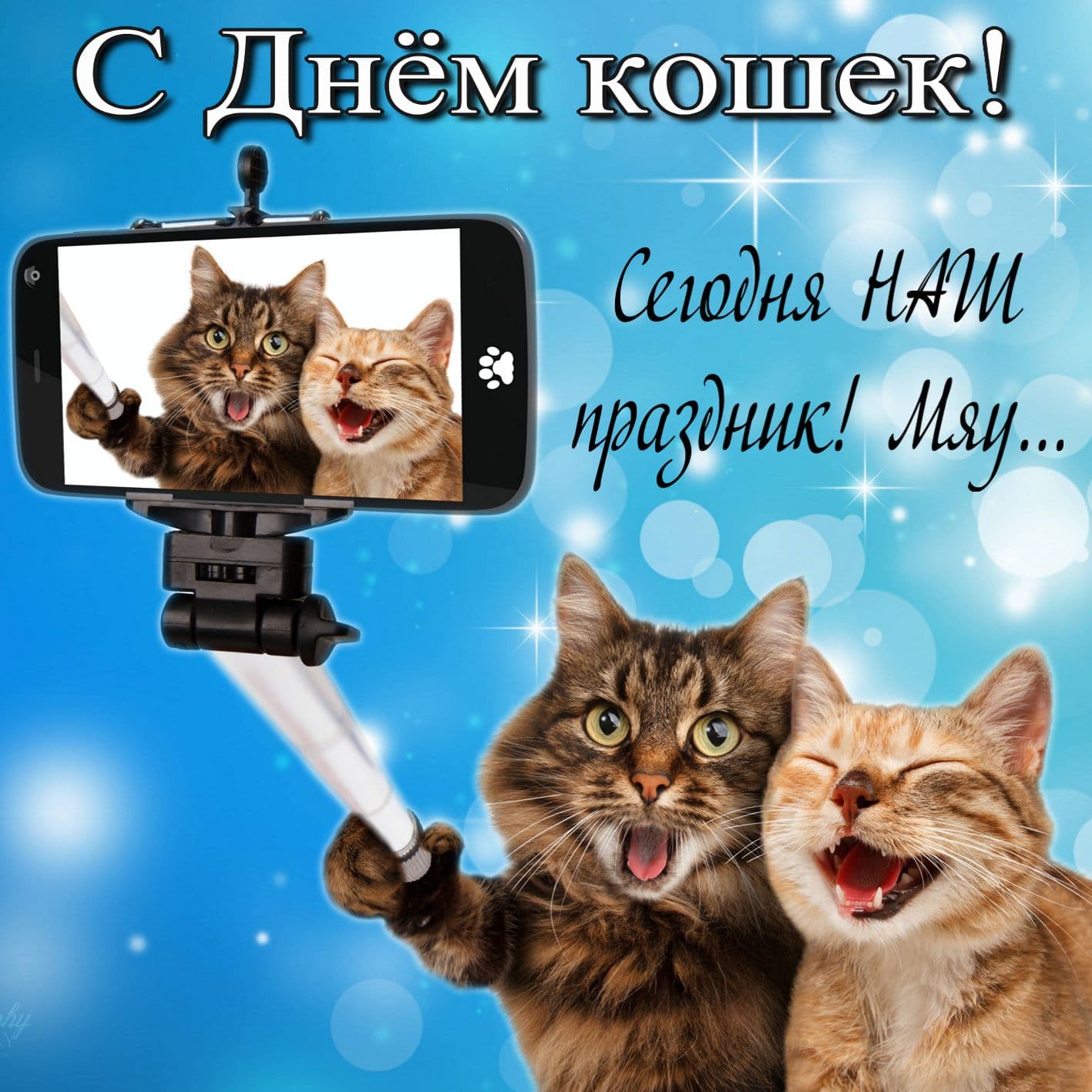 День кошек (62 изображения)