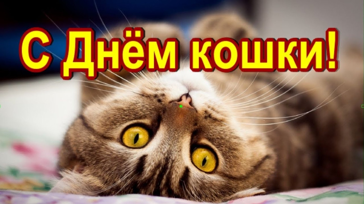 День кошек (62 изображения)
