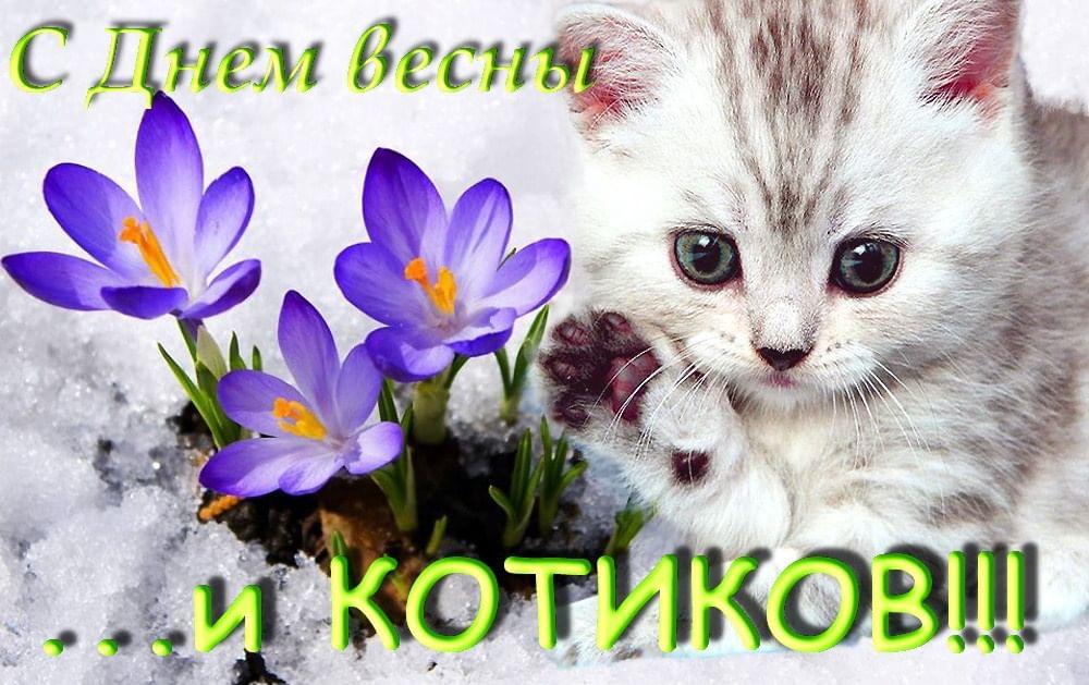 День кошек (62 изображения)