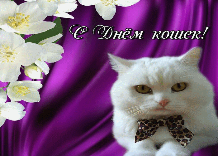 День кошек (62 изображения)