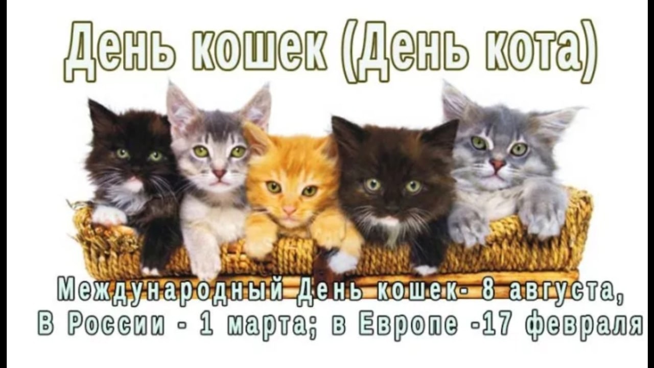 фото день кошек в россии