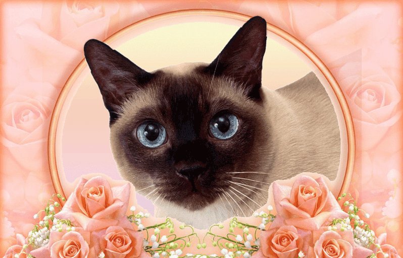 День кошек (62 изображения)