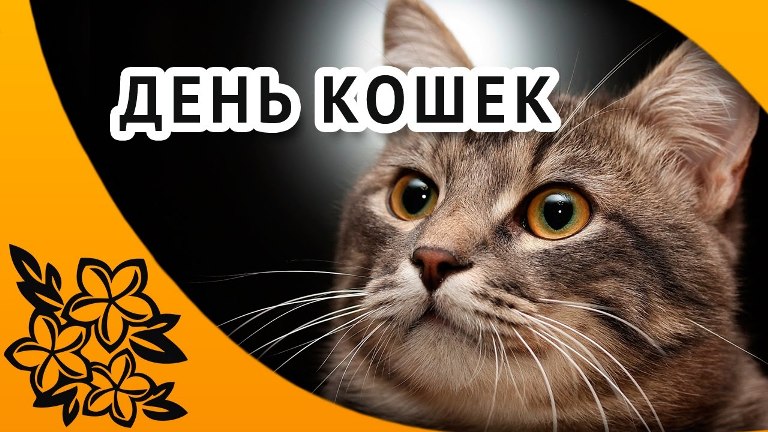 День кошек (62 изображения)
