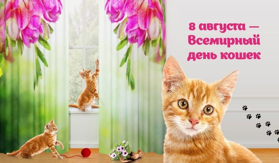 Картинки с днем кота