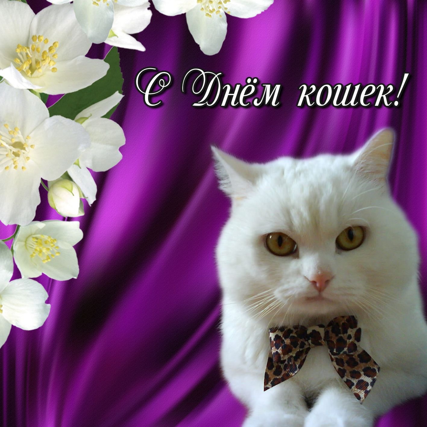 День кошек (62 изображения)