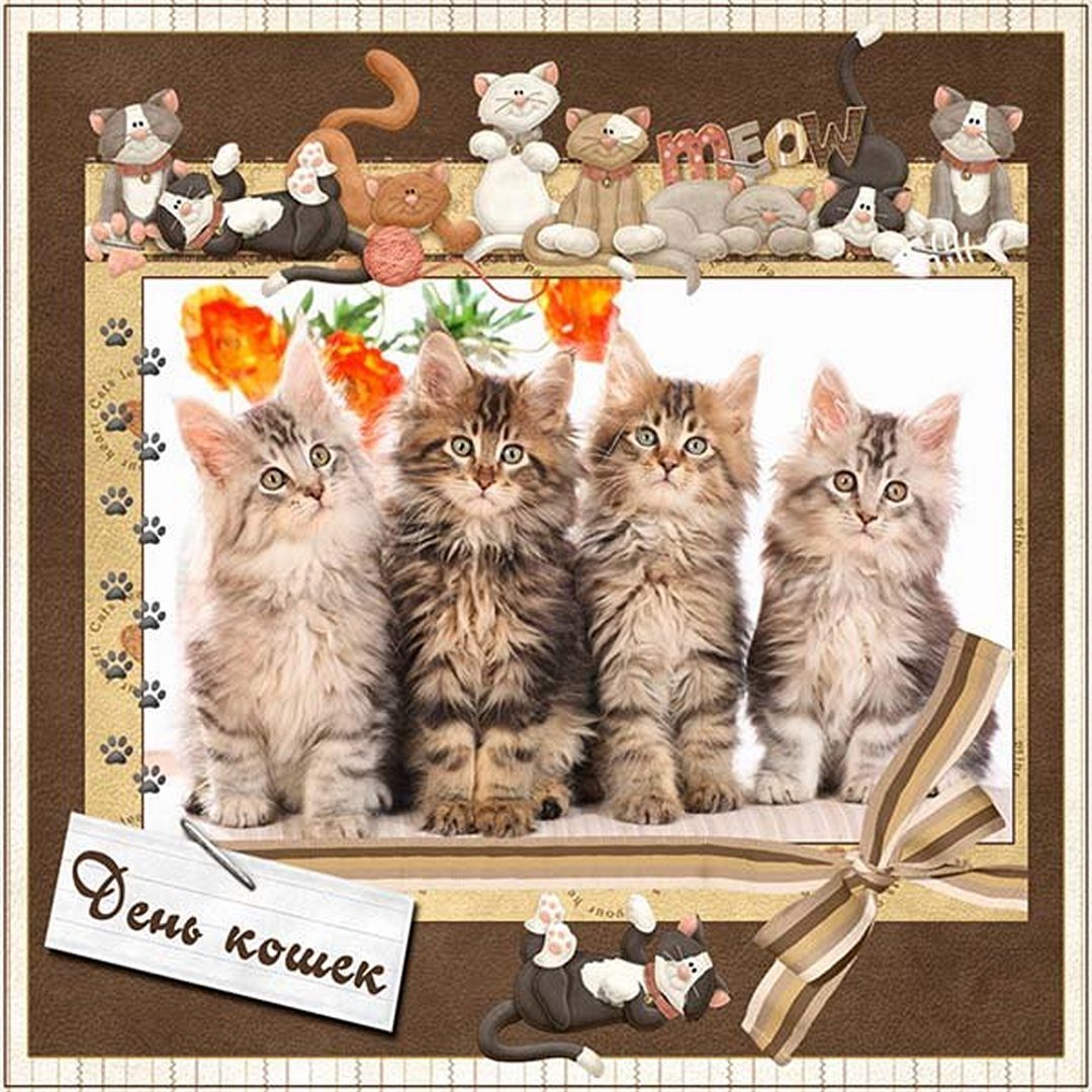 День кошек (62 изображения)