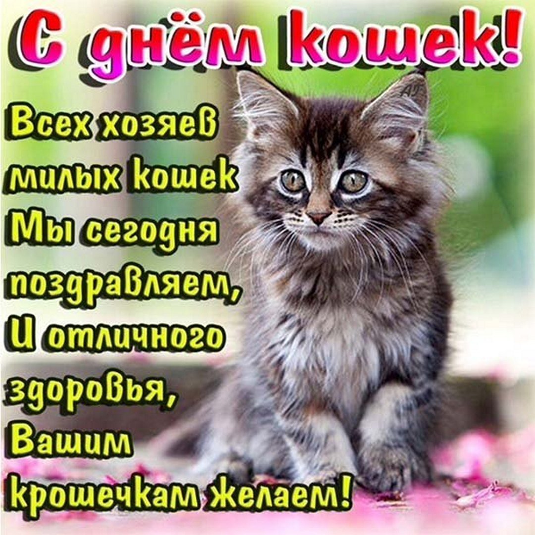 День кошек (62 изображения)