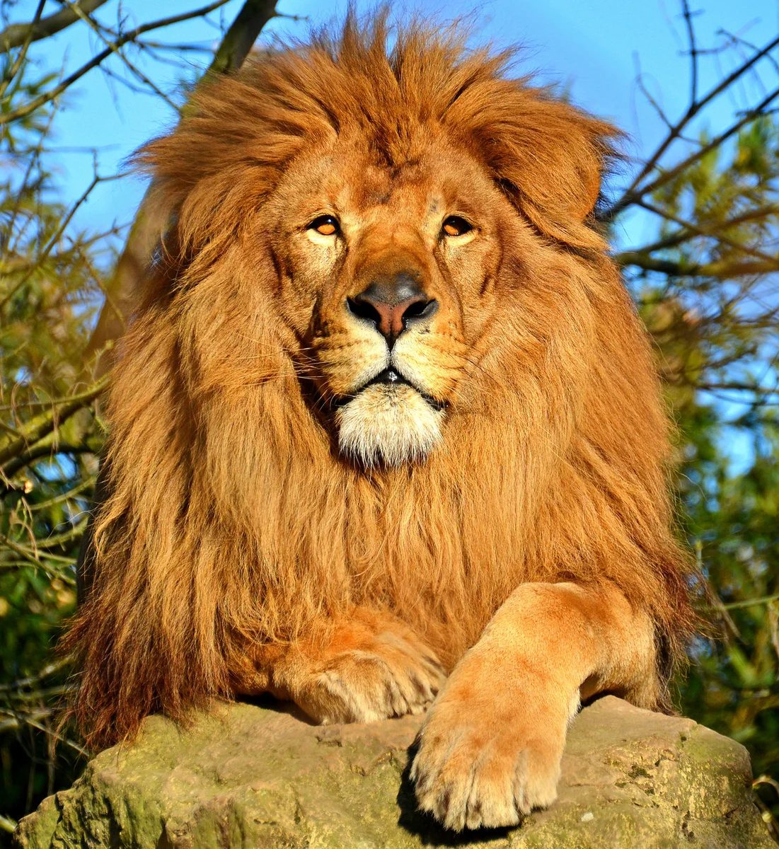 большие картинки лев