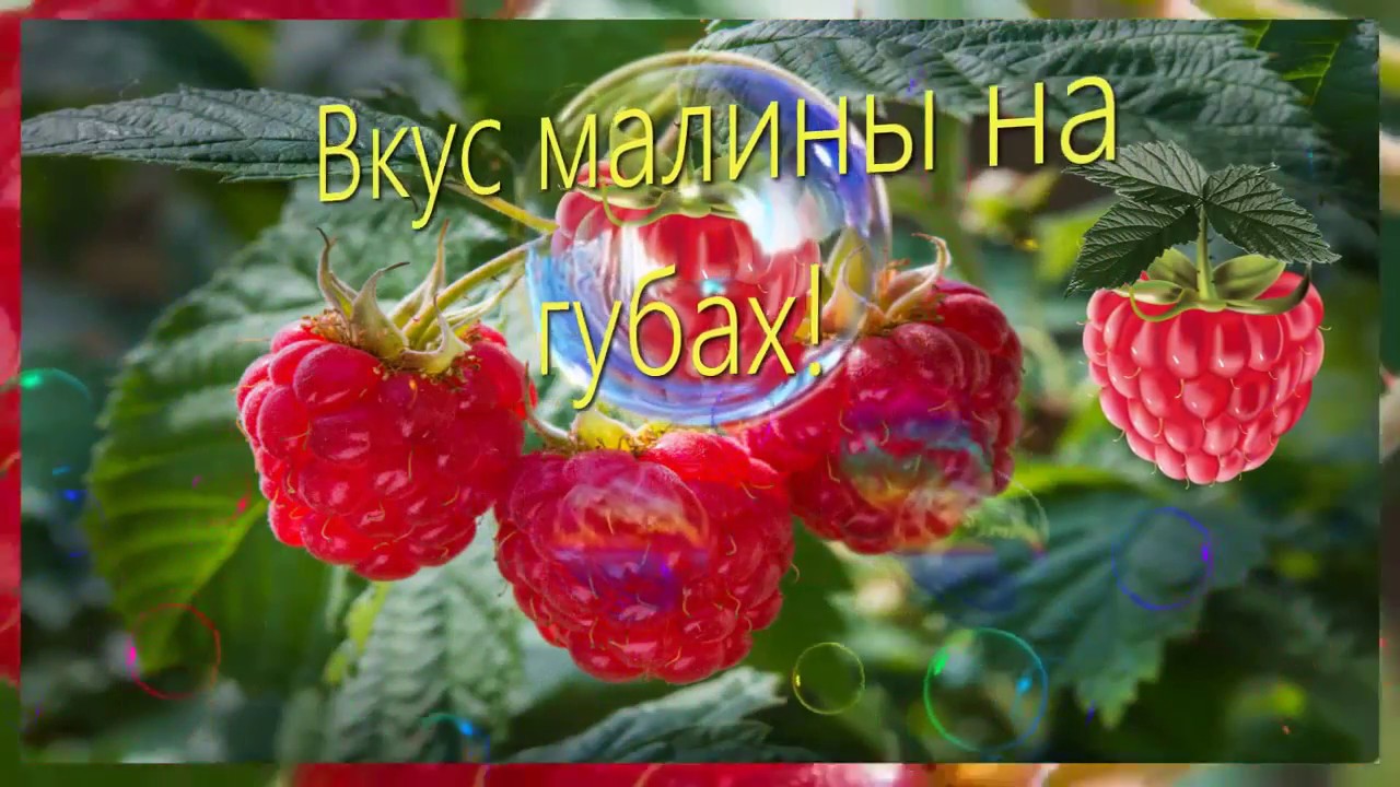 День малинового варенья (87 изображений)
