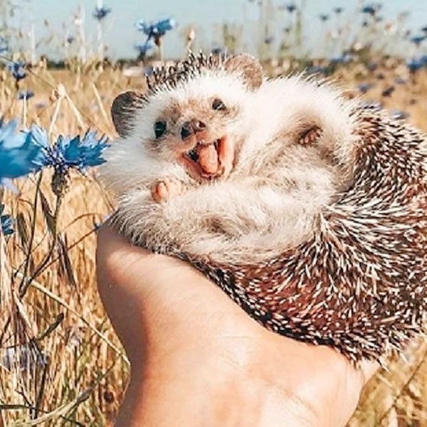 День лысых ежиков (104 изображения)