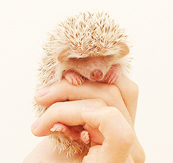 День лысых ежиков (104 изображения)