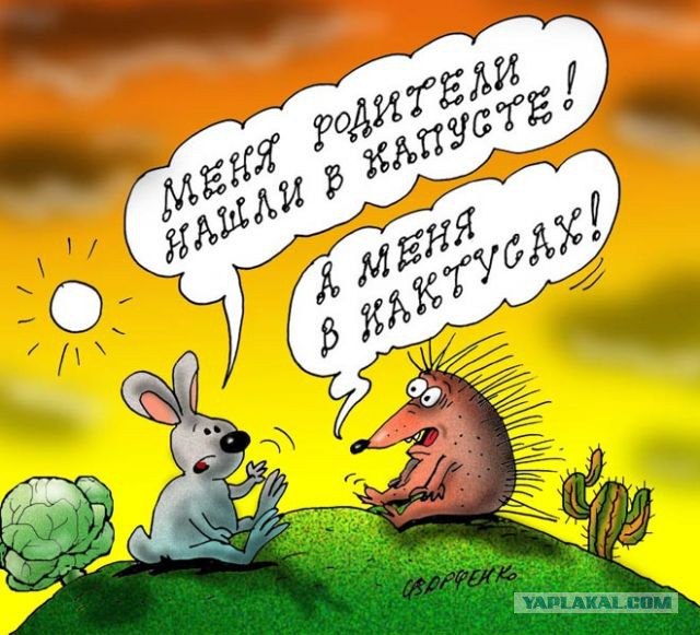 День лысых ежиков (104 изображения)