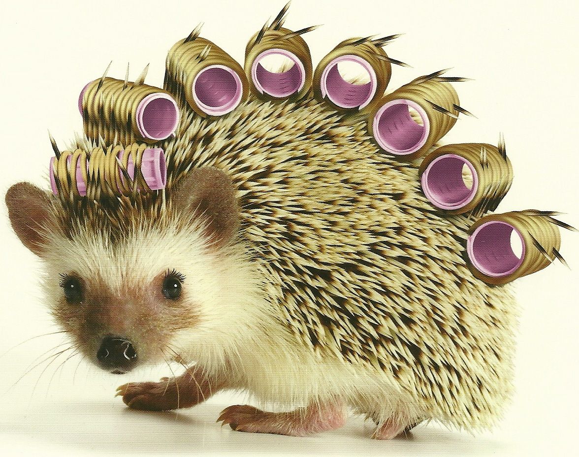 День лысых ежиков (104 изображения)