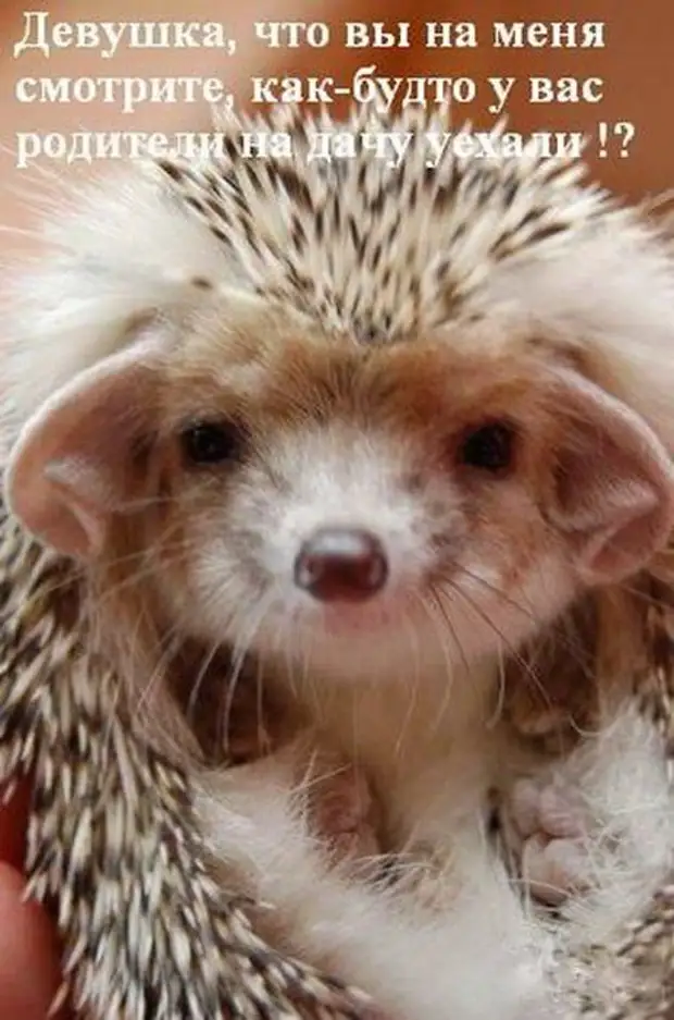 День лысых ежиков (104 изображения)