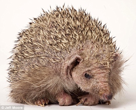 День лысых ежиков (104 изображения)