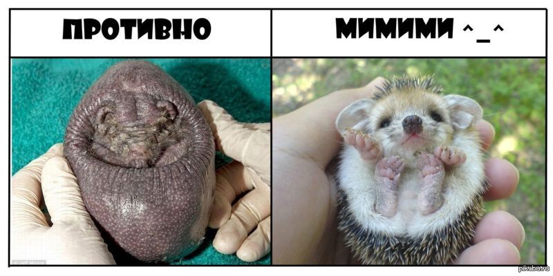 День лысых ежиков (104 изображения)