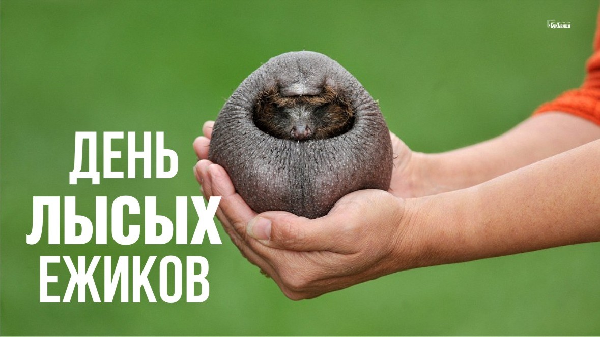 День лысых ежиков (104 изображения)
