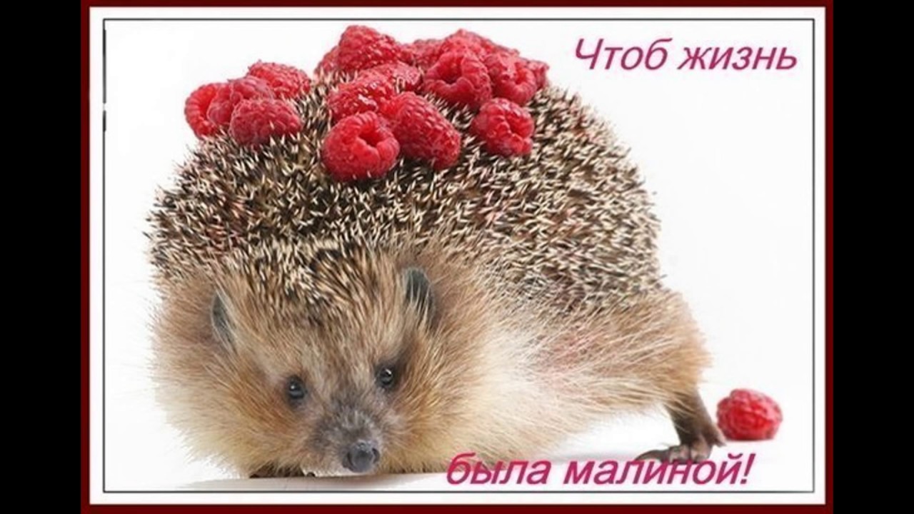 День лысых ежиков (104 изображения)