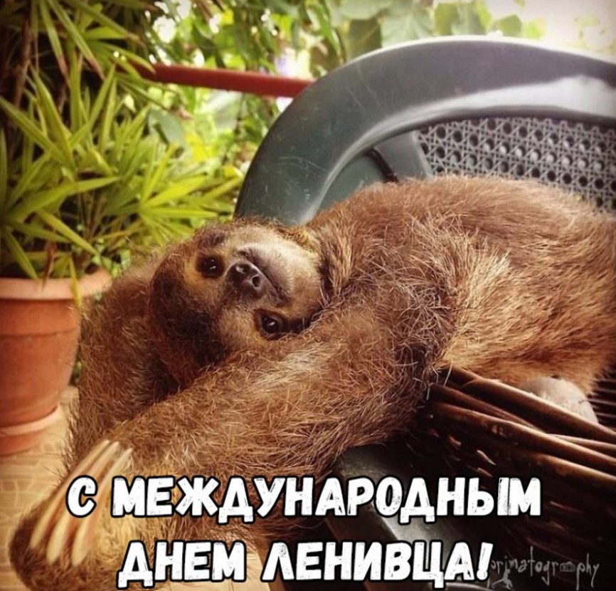 Всемирный день лени (99 изображений)