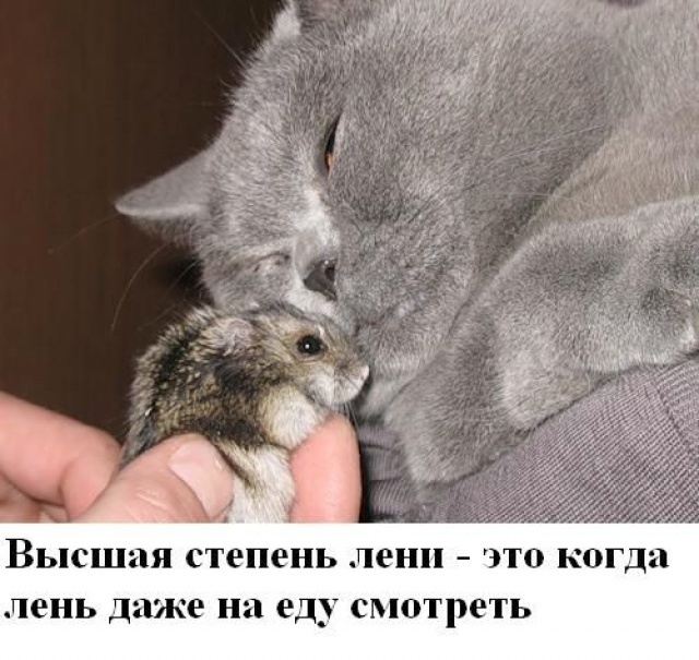 Всемирный день лени (99 изображений)