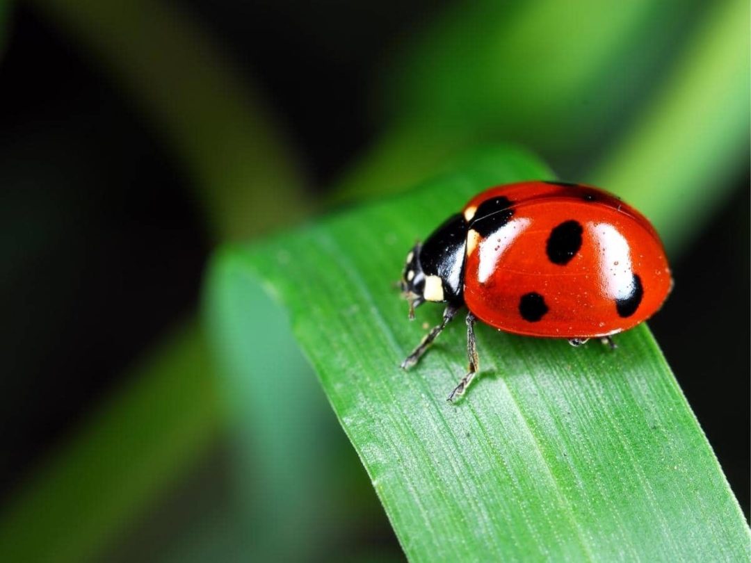 Картинка божьей коровки. Божьи коровки. Ladybird Божья коровка. День полета Божьих коровок 23 августа. Чёрная Божья коровка с красными точками.