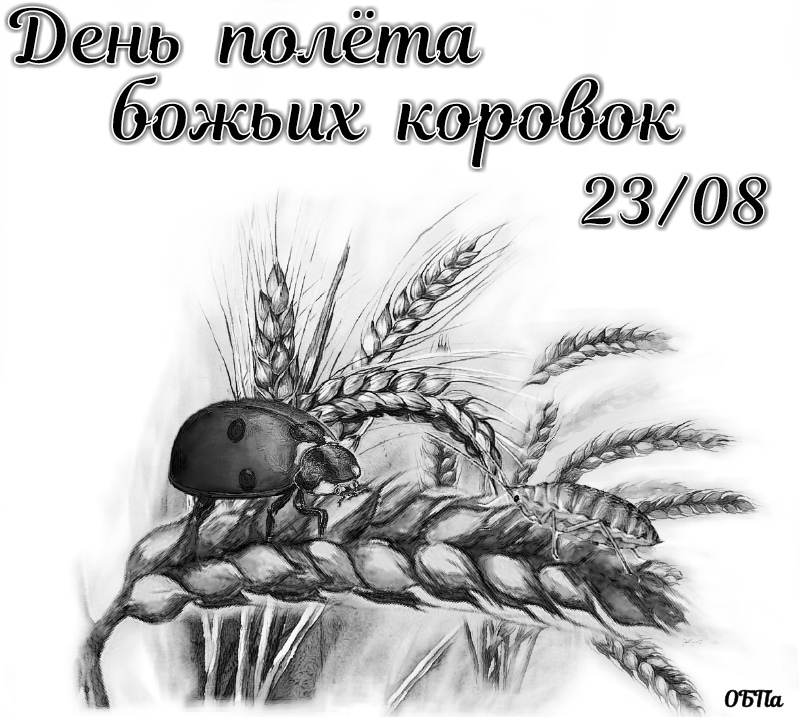 День Полета Божьей Коровки Картинки